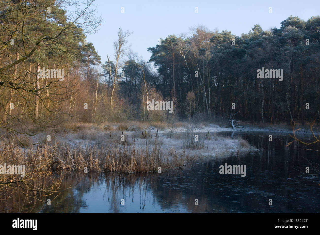 Gli inverni ven en gemengd bos in Kampsheide Foto Stock