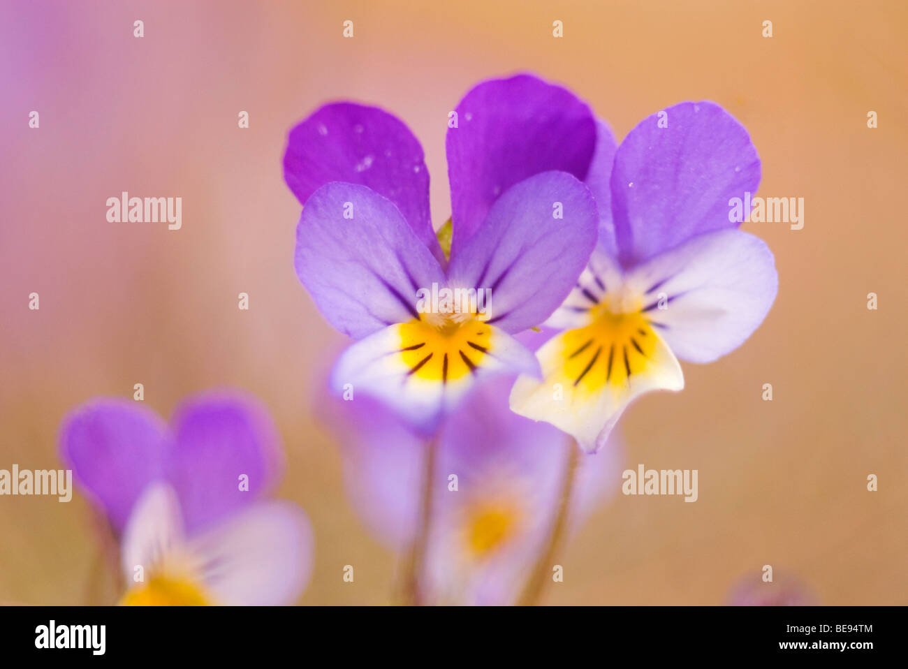 Mare pansy; Duinviooltje; Viola curtisii Foto Stock