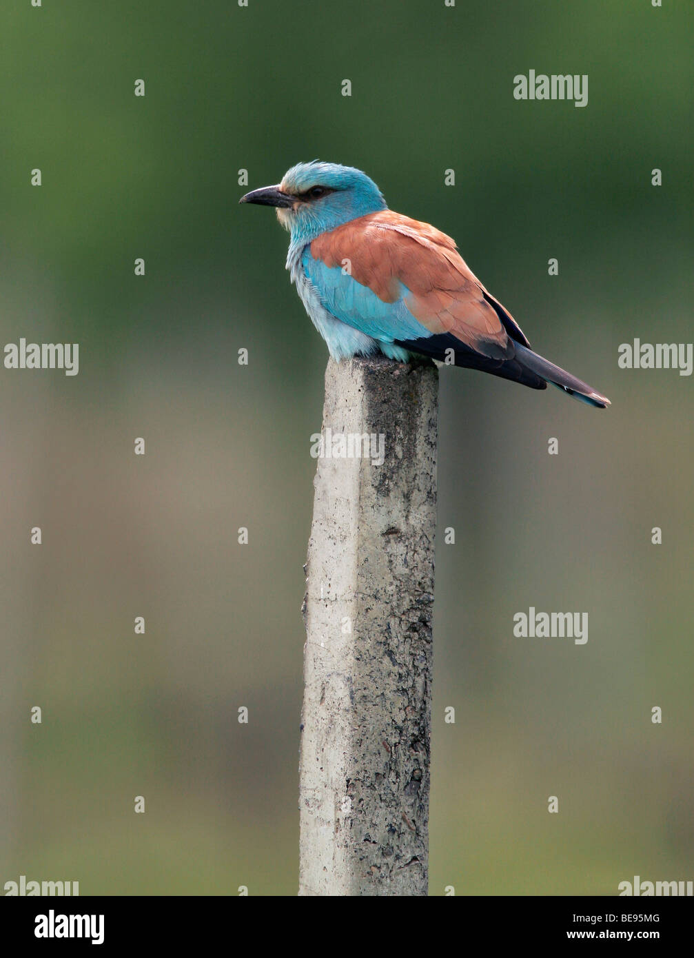 Een Scharrelaar zittend op een stenen paaltje. Un rullo di europei seduti su un post. Foto Stock