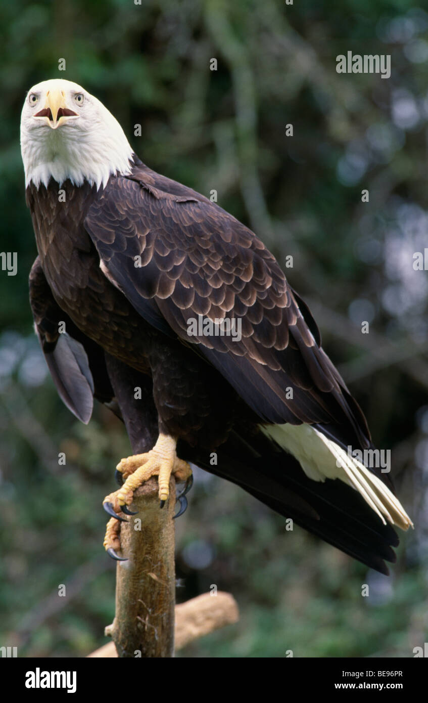 Stati Uniti d'America Nord America, uccelli rapaci Bald Headed Eagle Haliaeetus leucocephalus, specie native di America del Nord Foto Stock