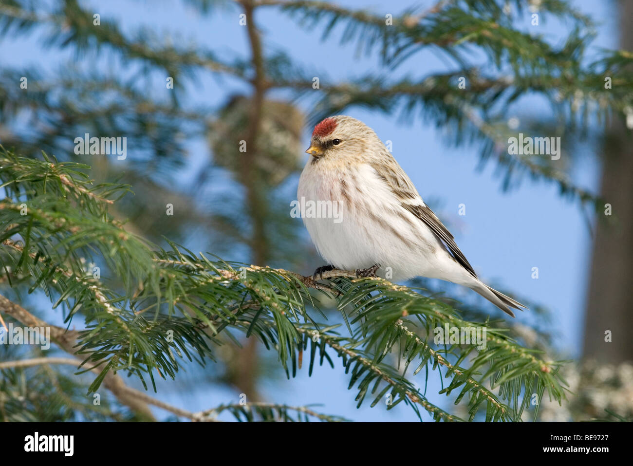 Een Witstuitbarmsijs zittend in een boom,un'Arctic Redpoll seduto in una struttura ad albero. Foto Stock