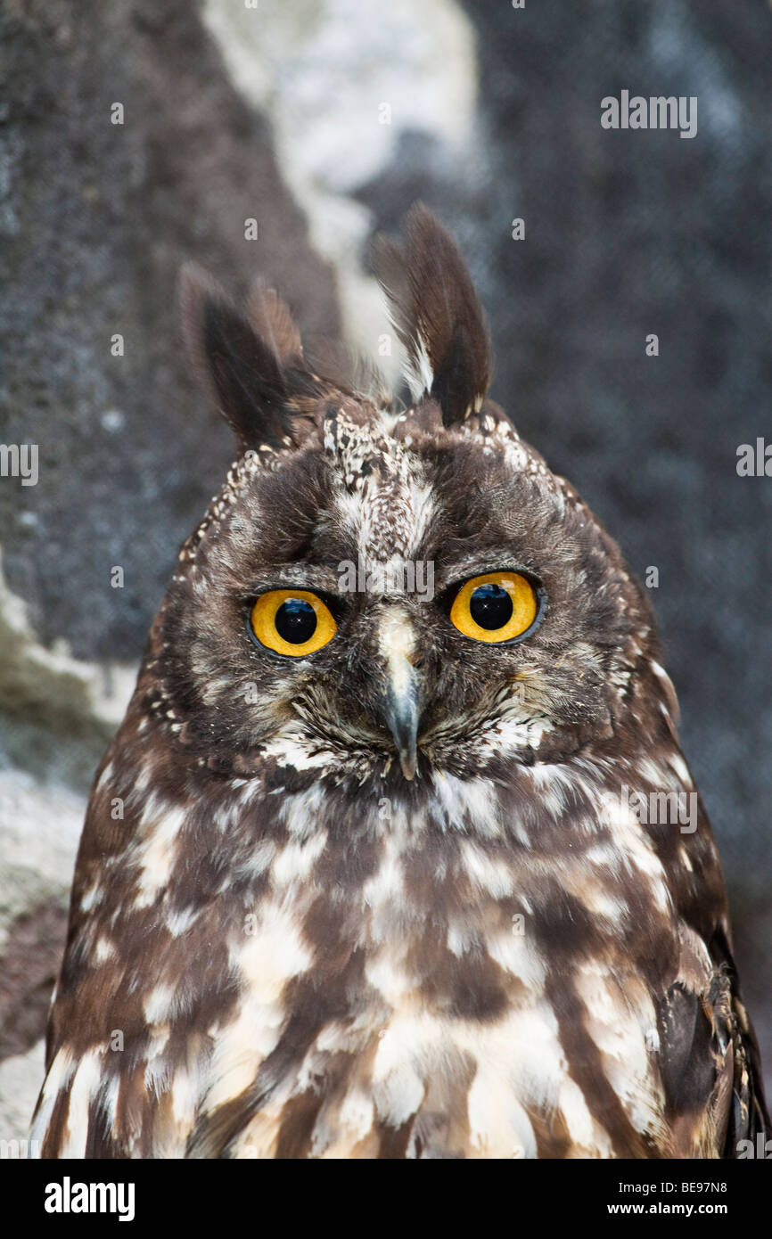 Stige Owl, Asio stygius, Equador. Foto Stock