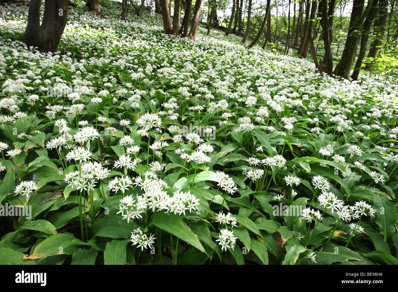 Bos ha incontrato Daslook (Allium ursinum), belgi foresta con aglio selvatico / riscatto (Allium ursinum), Belgio Foto Stock
