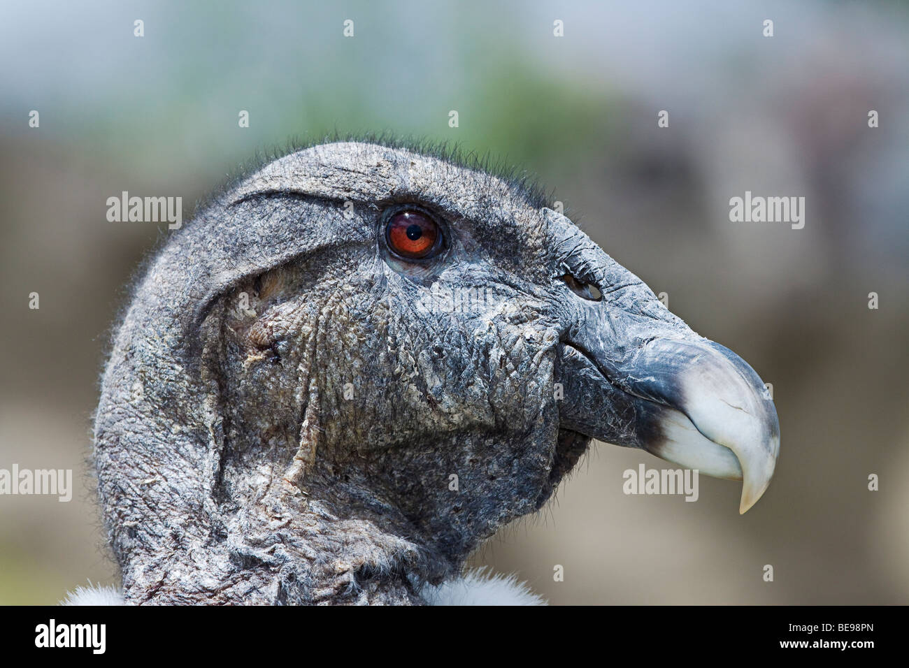 Condor andino, Vultur gryphus, al Parque Condor, una riserva per soccorrere gli uccelli di preda vicino Otavalo, Ecuador, Sud America. Foto Stock