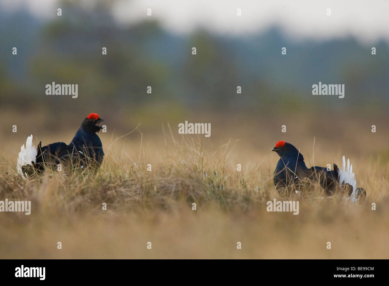 Combattimenti maschio di gallo forcello sulla gamba Massa, Vechtende en imponerende Korhoenhaan op de bolderplaats Foto Stock