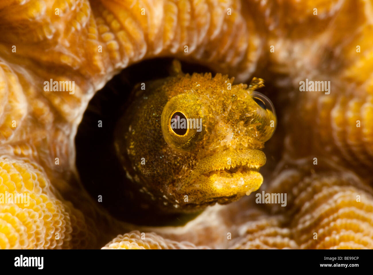 Spinyhead bavose, Acanthemblemaria spinosa, in corallo duro, Antille Olandesi Bonaire, dei Caraibi. Foto Stock