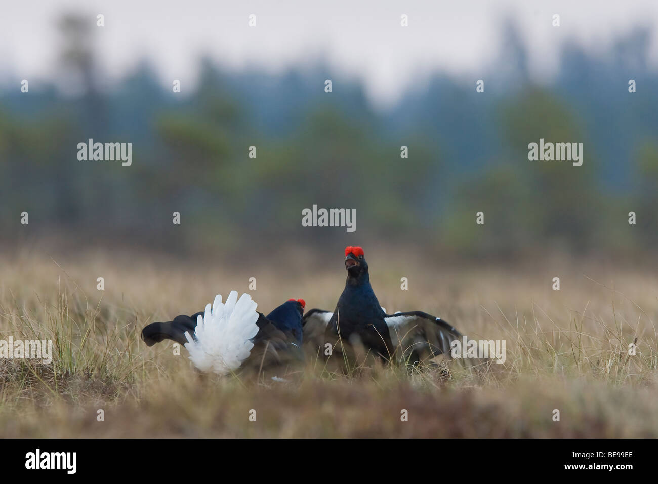 Combattimenti maschio di gallo forcello sulla gamba Massa, Vechtende en imponerende Korhoenhaan op de bolderplaats Foto Stock