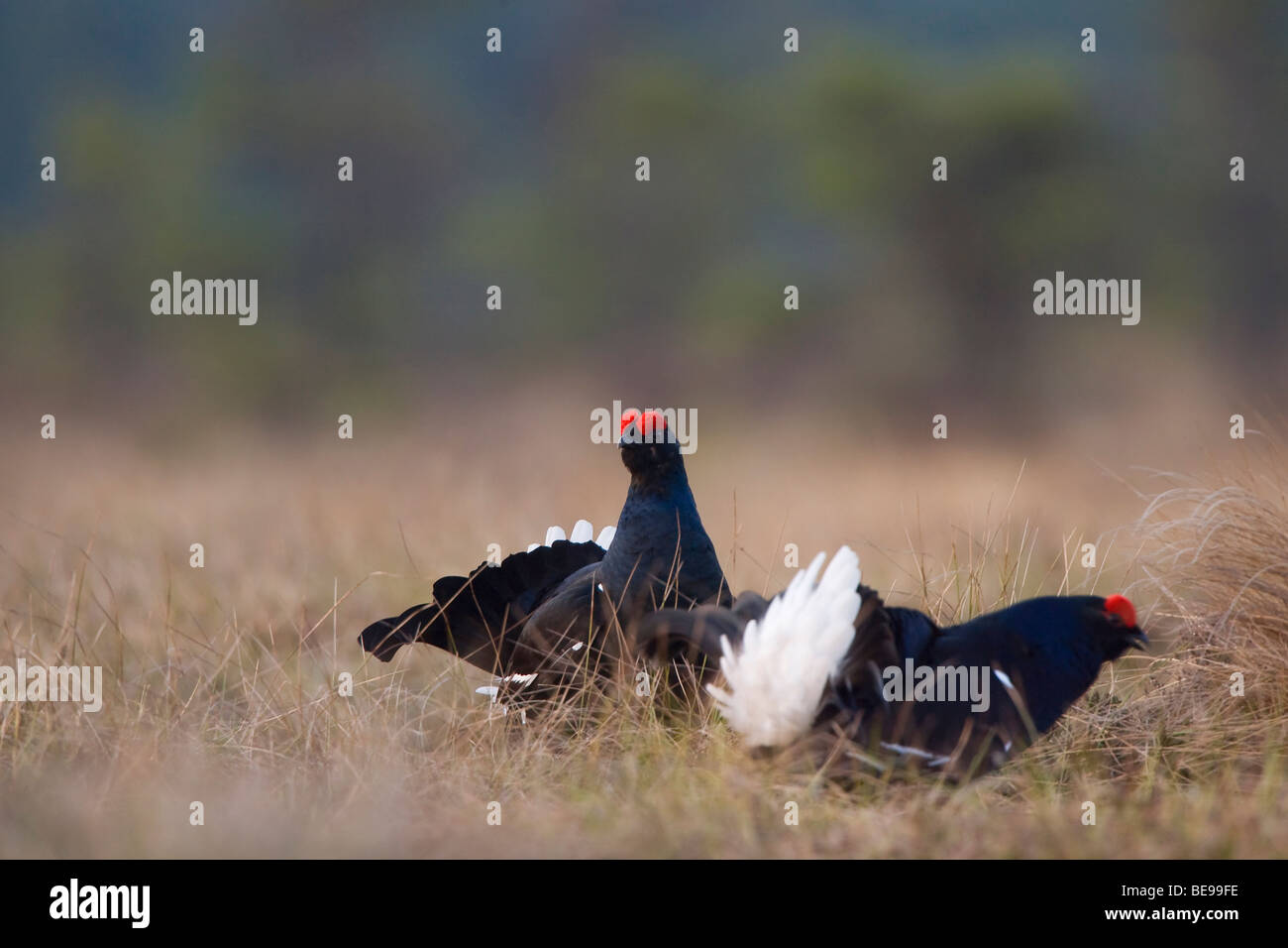 Combattimenti maschio di gallo forcello sulla gamba Massa, Vechtende en imponerende Korhoenhaan op de bolderplaats Foto Stock