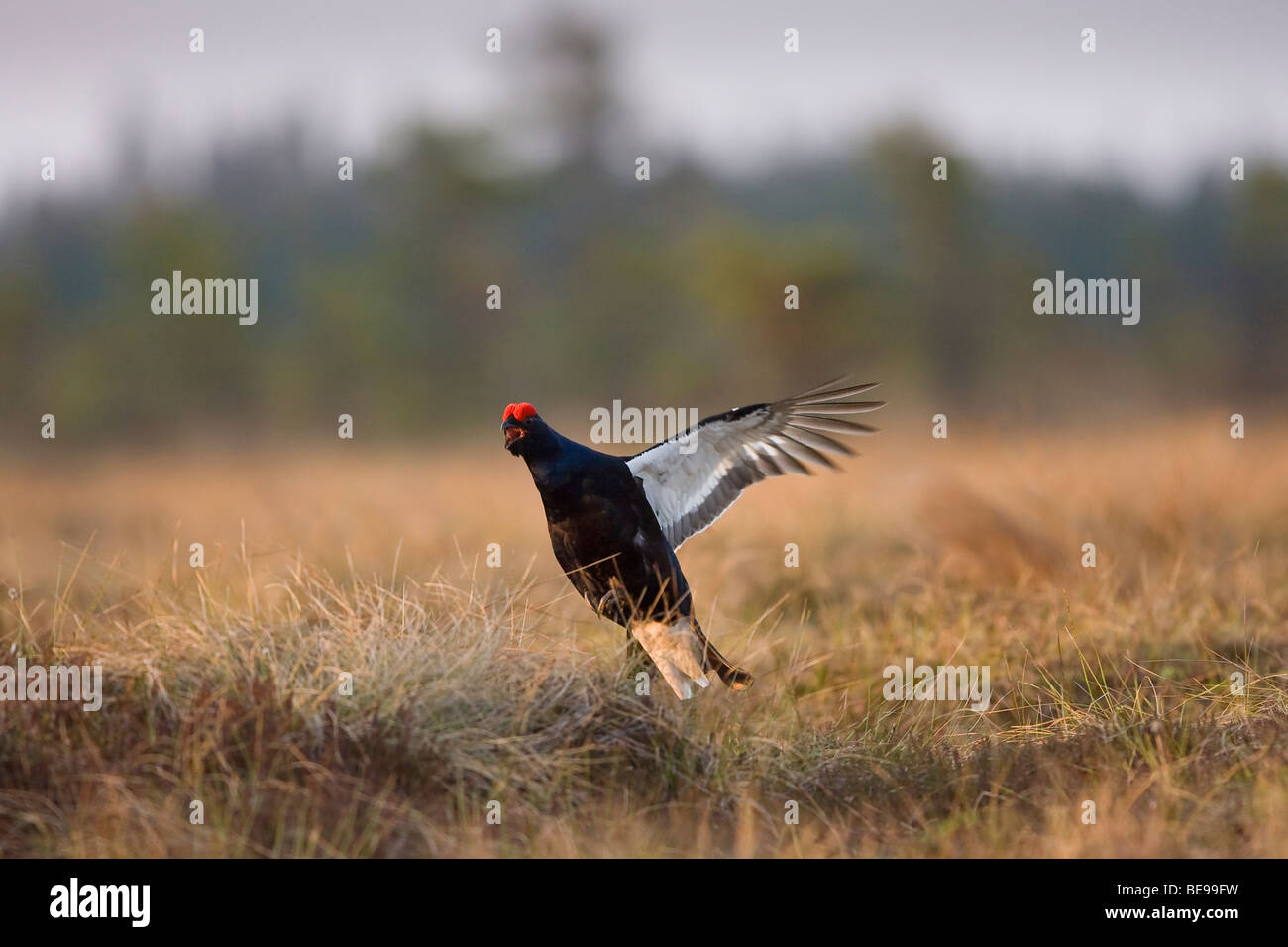 Flying maschio di gallo forcello sulla gamba Massa, Vliegende Korhoenhaan op de bolderplaats Foto Stock