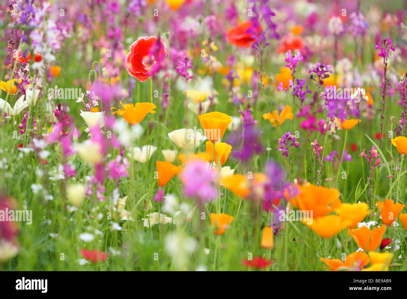 Fiore selvatico prato fotografo in Inghilterra Settentrionale Foto Stock
