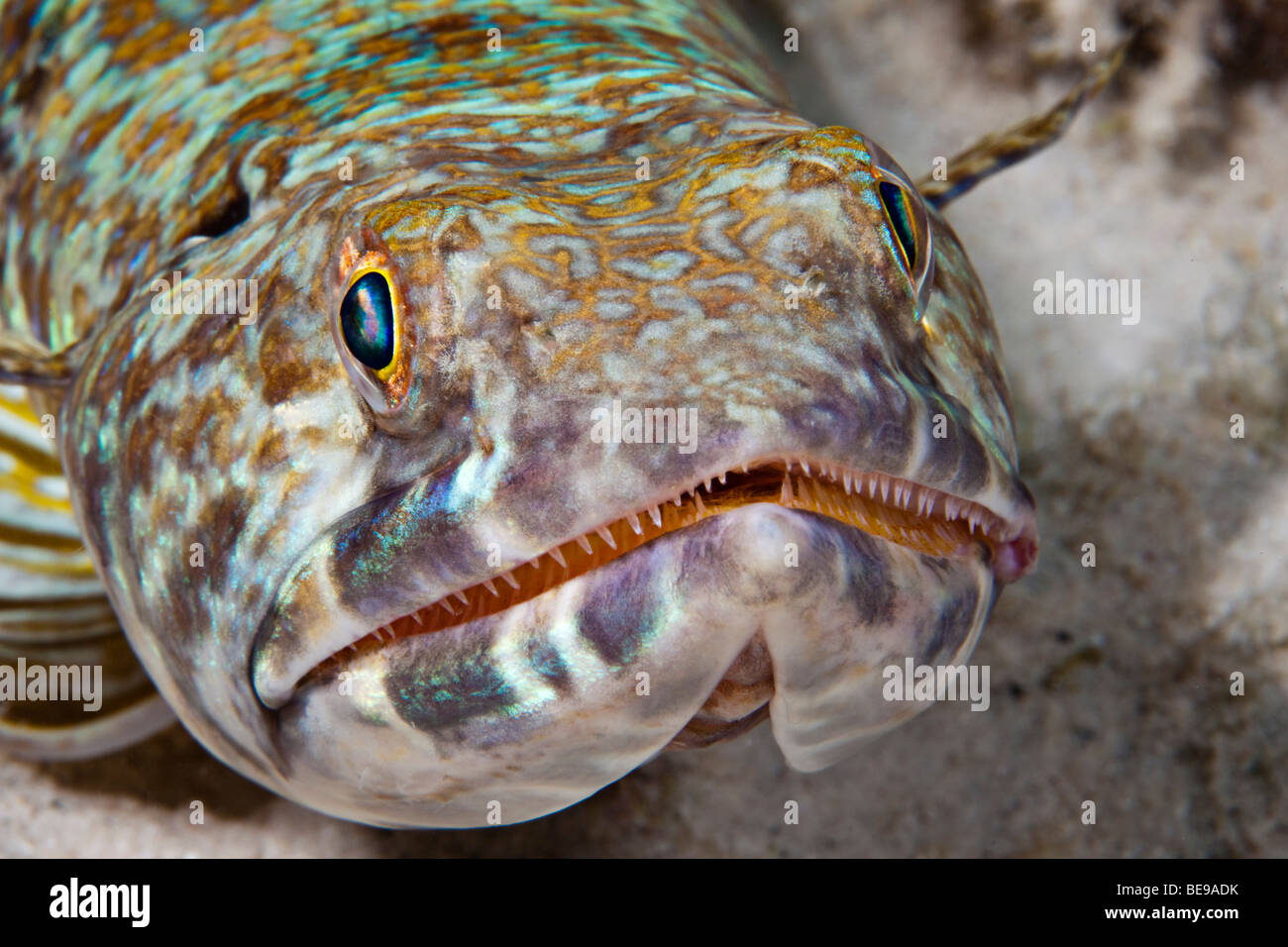Uno sguardo più da vicino a un lizardfish o sabbia subacqueo, Synodus intermedius, Bonaire, Antille Olandesi, dei Caraibi. Foto Stock