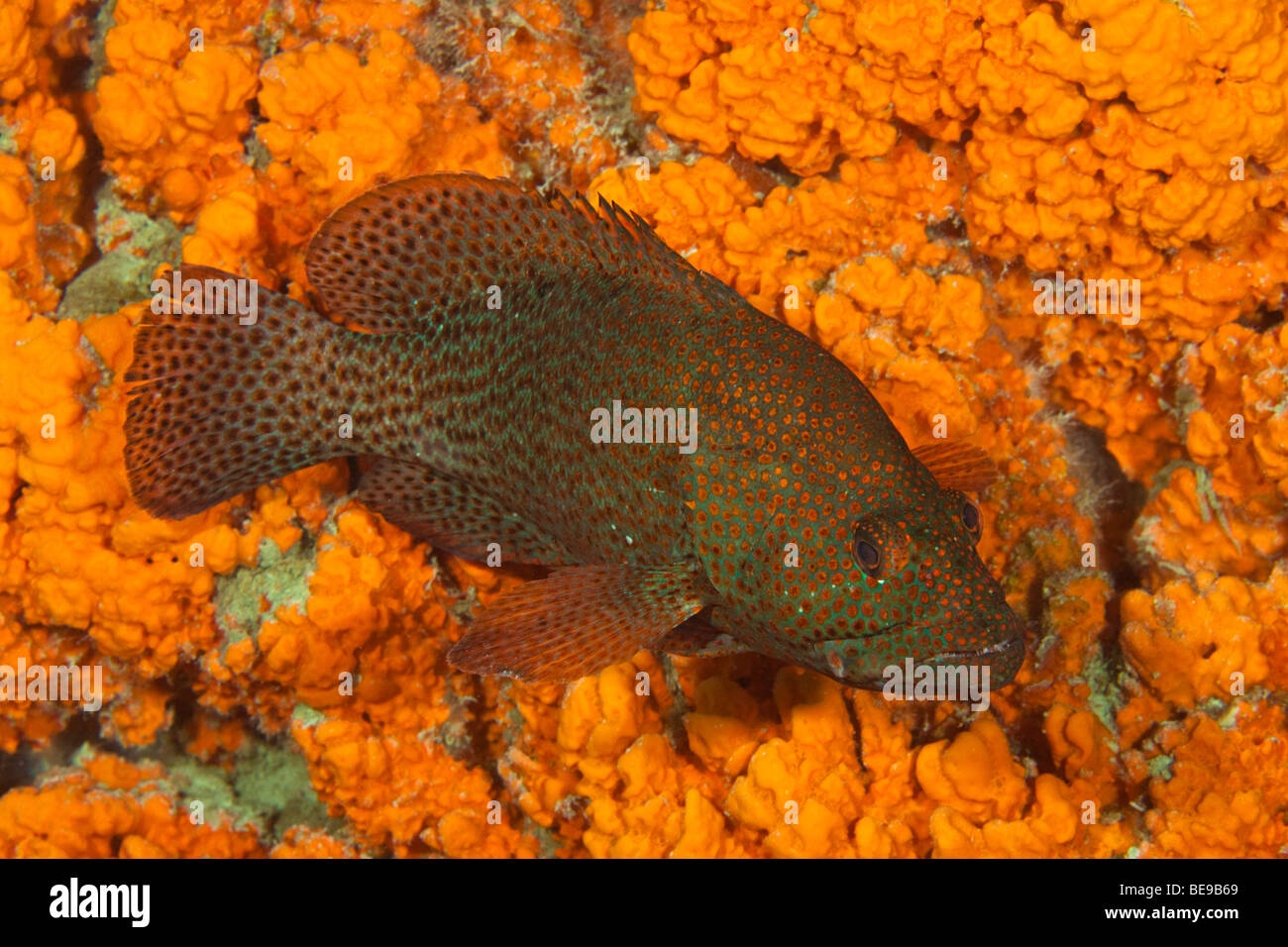 Graysby, Epinephelus cruentatus, un membro della famiglia del raggruppatore, Bonaire, Antille Olandesi, dei Caraibi. Foto Stock