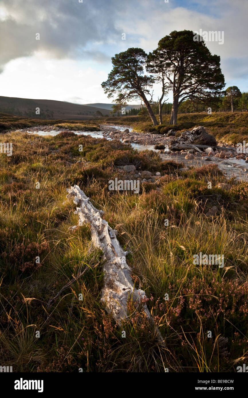 Alba sulle rive di un fiume e i resti dell'antica Caledonian pineta in corrispondenza della testa di Glen Quoich, Cairngorms, Scozia Foto Stock