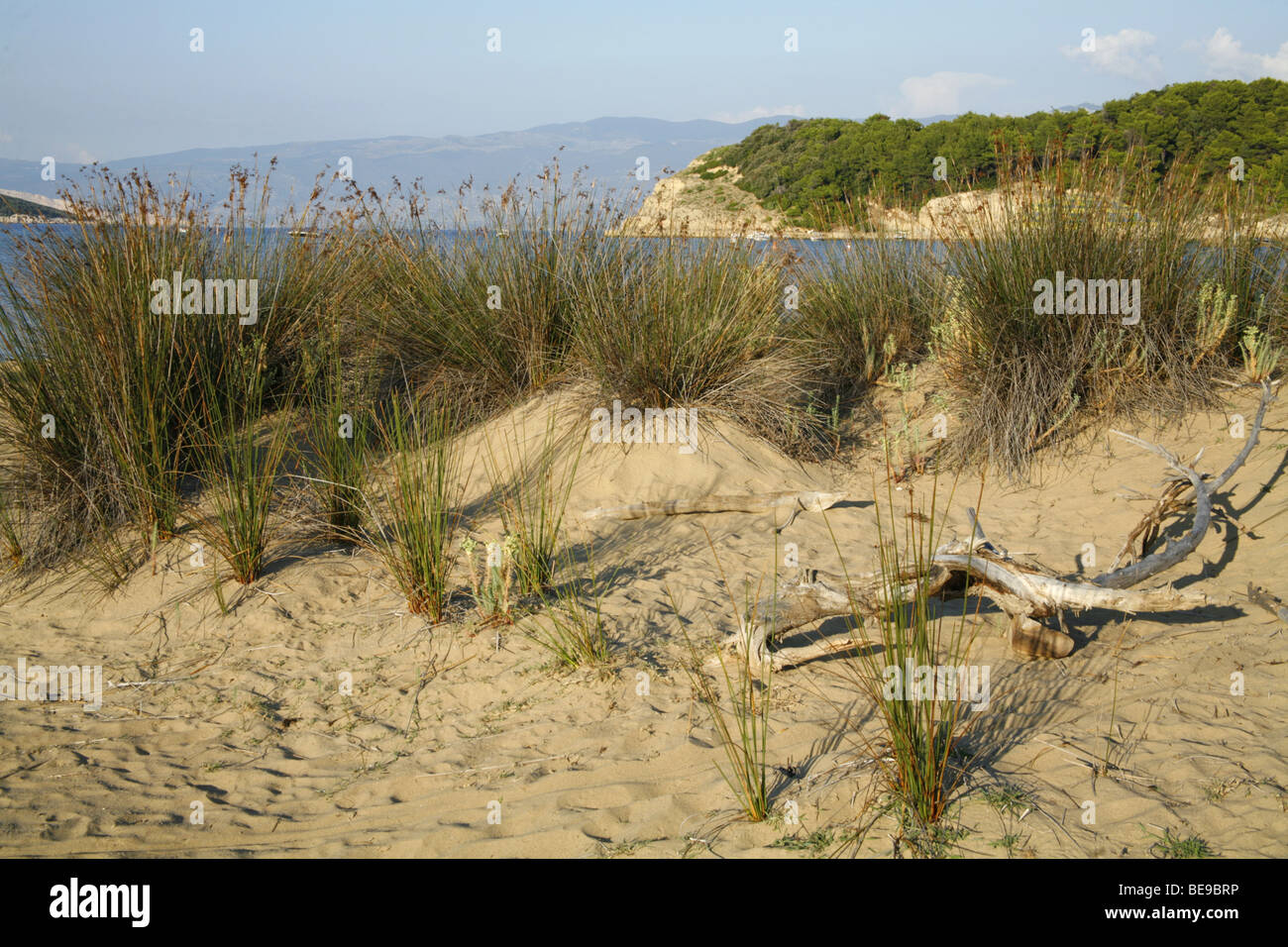 La Croazia. Isola di Rab. Foto Stock