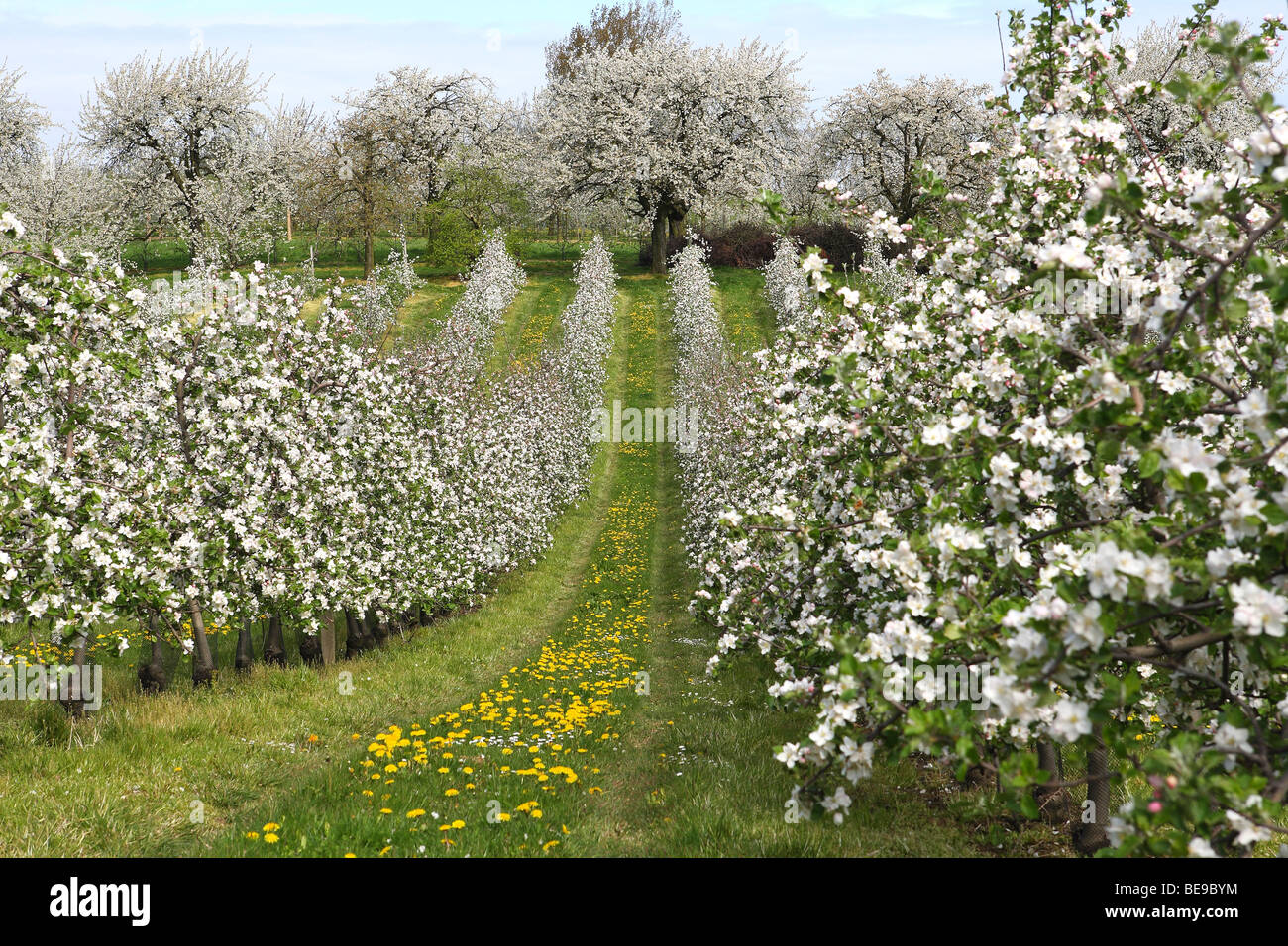 Frutteto frutteto in fiore immagini e fotografie stock ad alta risoluzione  - Alamy