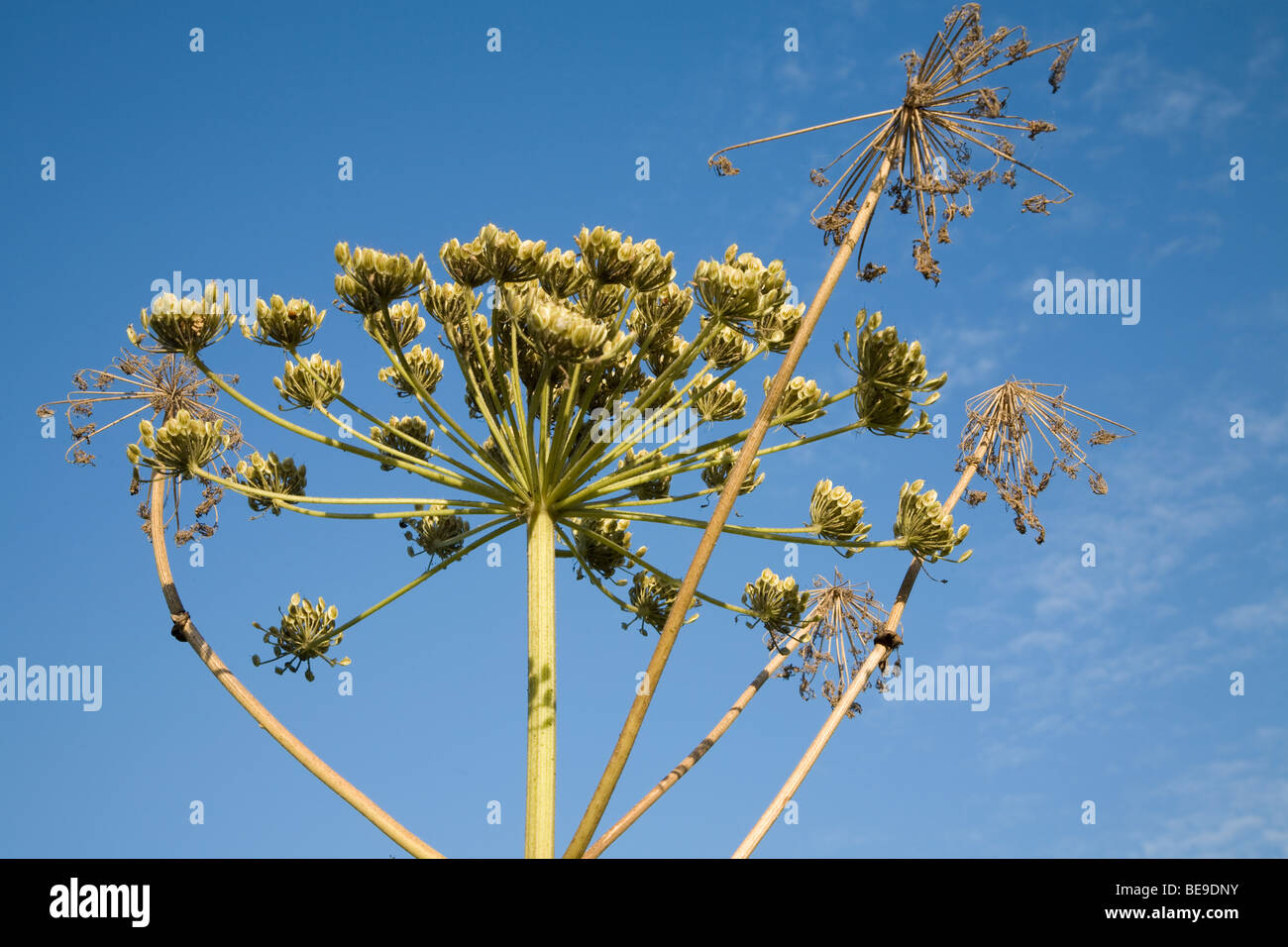 Heracleum mantegazzianum Gigante impianto Hogweed teste di seme Foto Stock