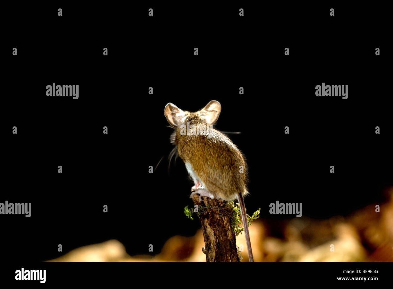 Lunga coda di topo di campo o legno mouse, Apodemus sylvaticus. Foto Stock