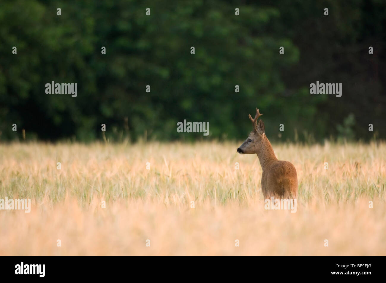Ree; Capreolus capreolus; capriolo; Reh Foto Stock
