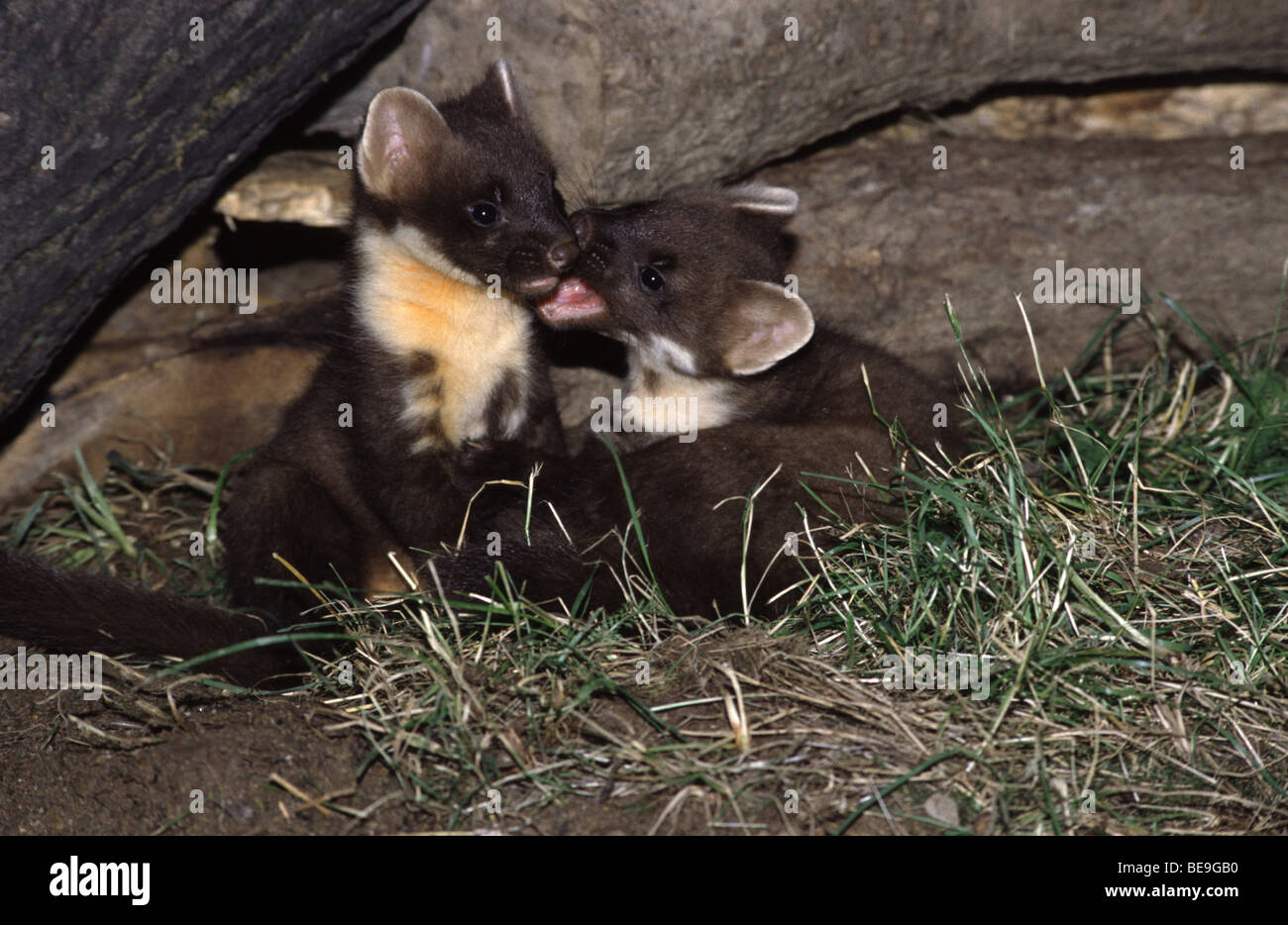Boommarter,spelende jongen . Martora , giocare giovanissimo. Baummarte, spielende Jungtiere. Foto Stock