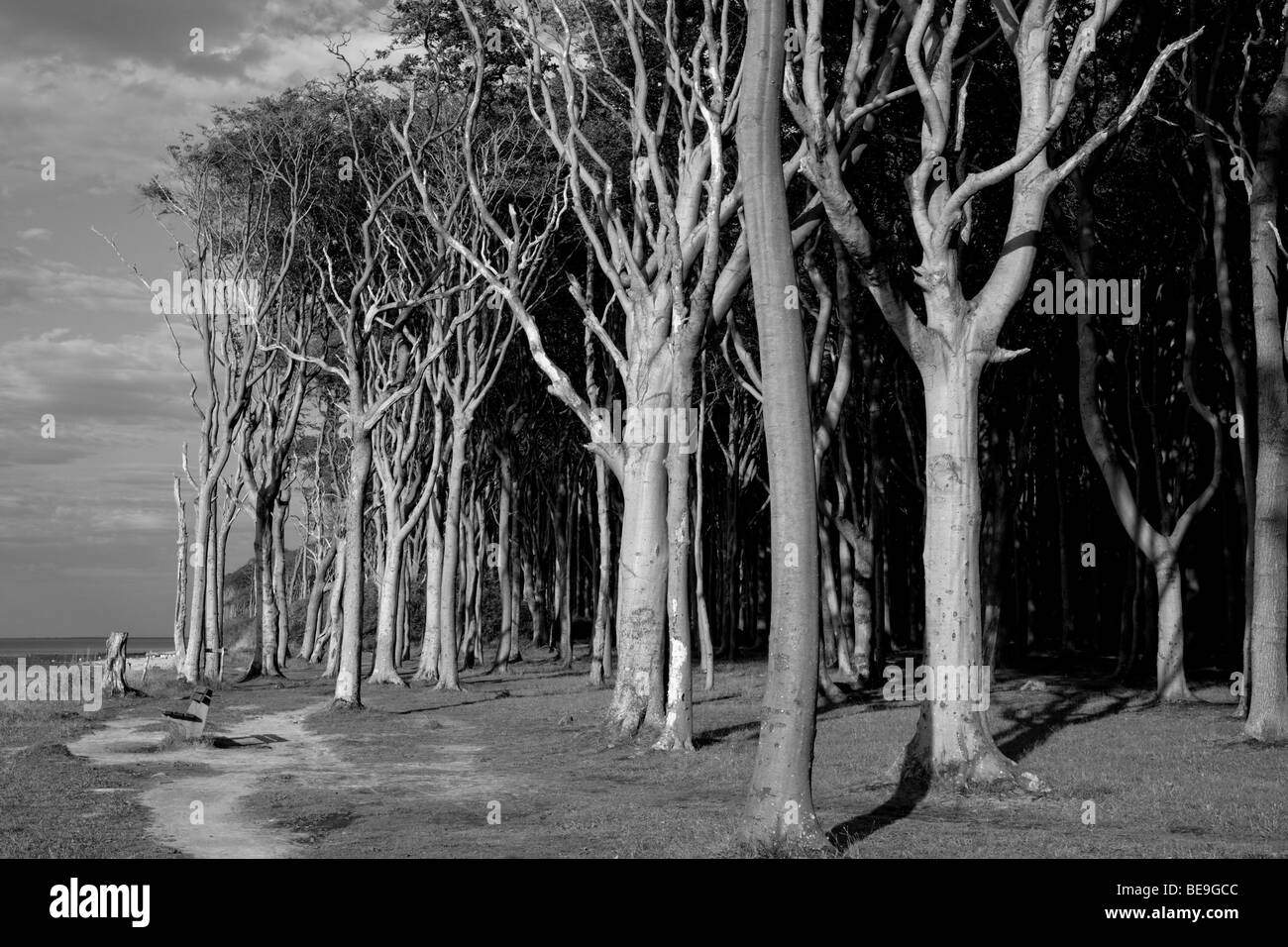 Il 'Fantasma foresta' di Nienhagen, Germania, sulla costa del Mar Baltico Foto Stock