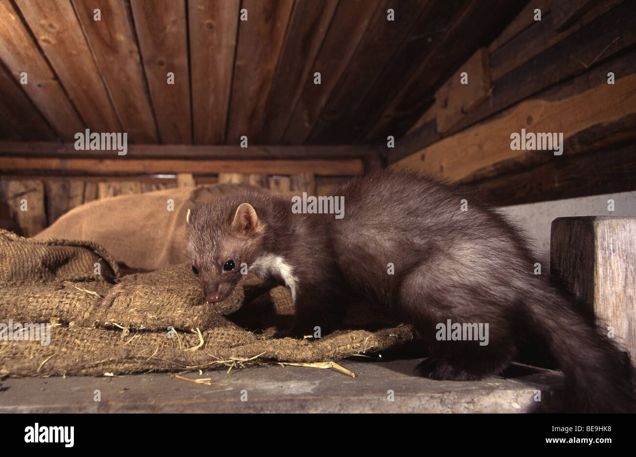 Spiaggia di martora su un attico tra paglia e il sacco. Foto Stock
