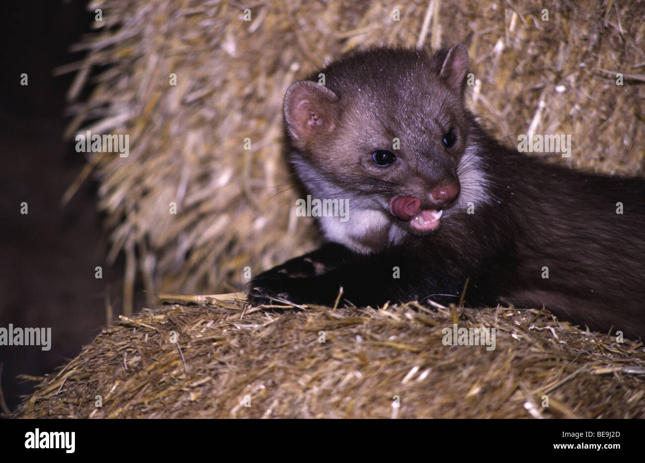 Spiaggia di martora in paglia con leccare la linguetta in corrispondenza del naso Foto Stock