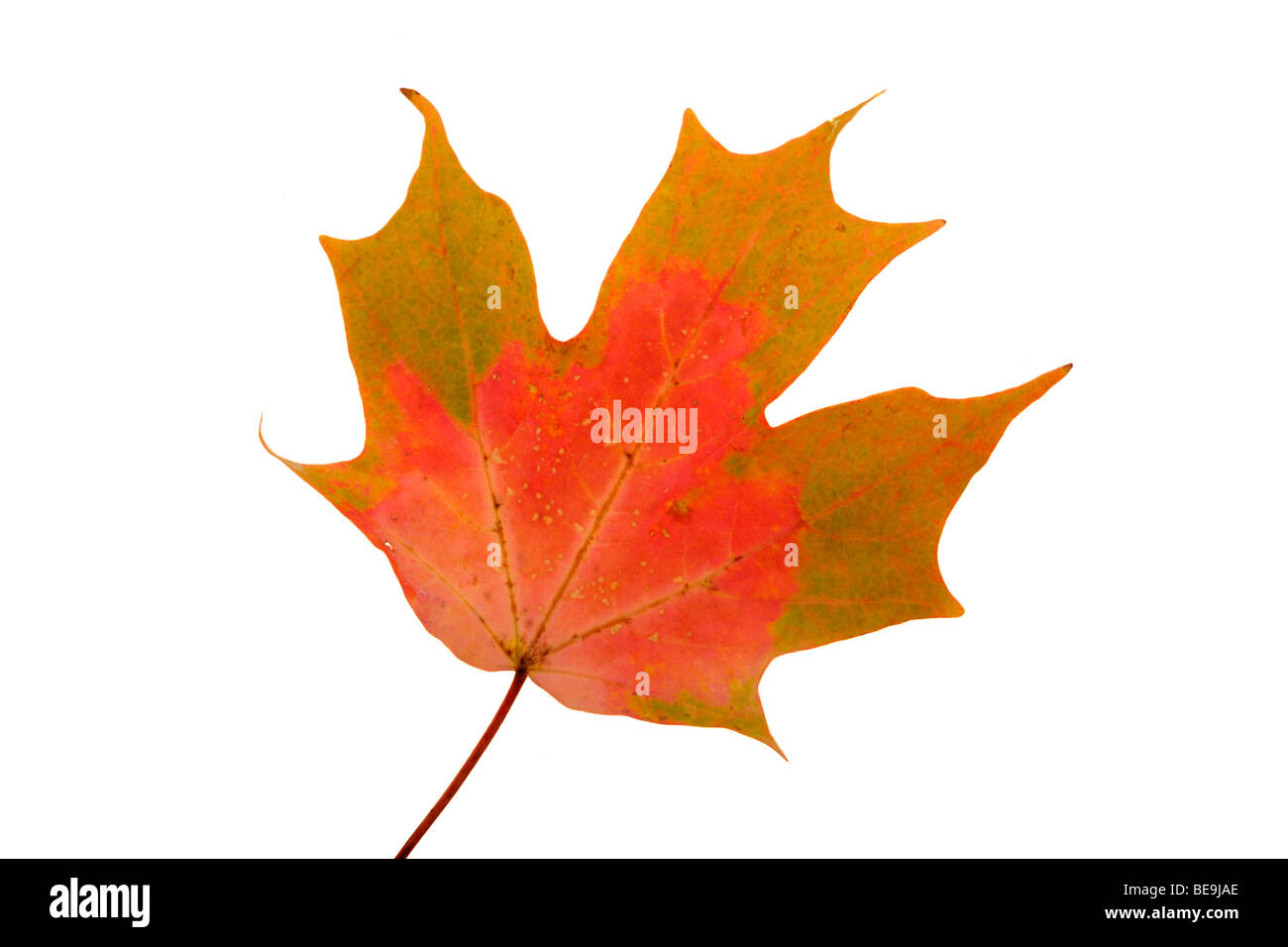 Maple Leaf closeup Foto Stock