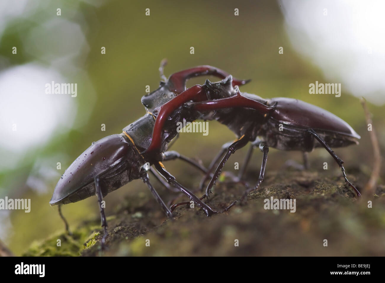 Combattimenti Unione stag beetle su albero di quercia, vechtende mannetjes van het vliegend hert op eikenboom op de Veluwe Foto Stock