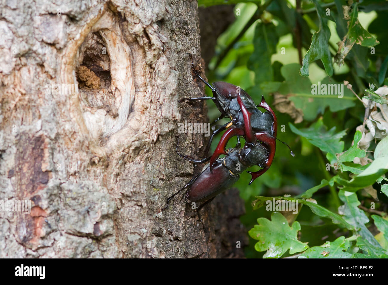 Combattimenti Unione stag beetle su albero di quercia, vechtende mannetjes van het vliegend hert op eikenboom op de Veluwe Foto Stock