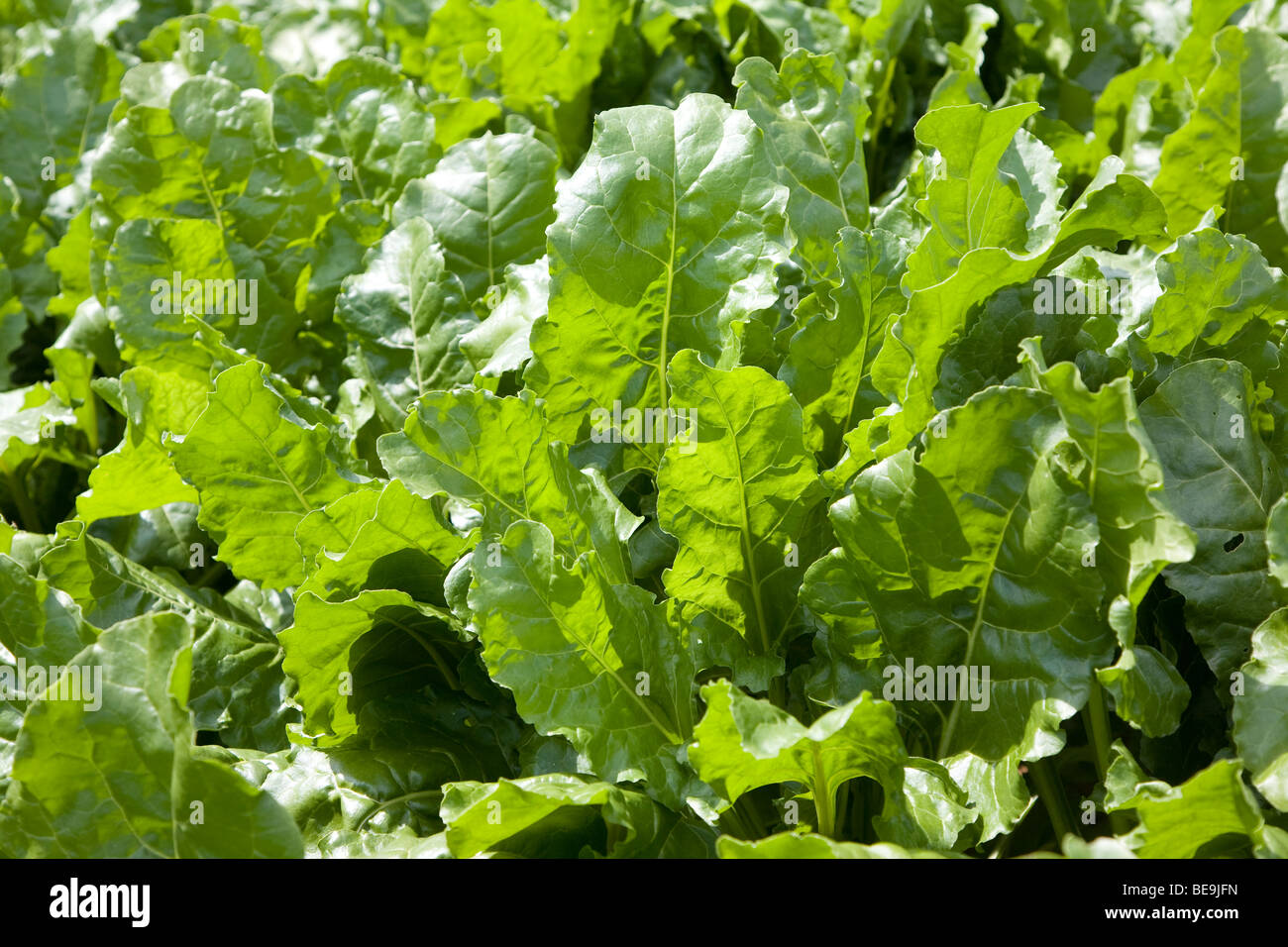 La barbabietola da zucchero foglie Foto Stock