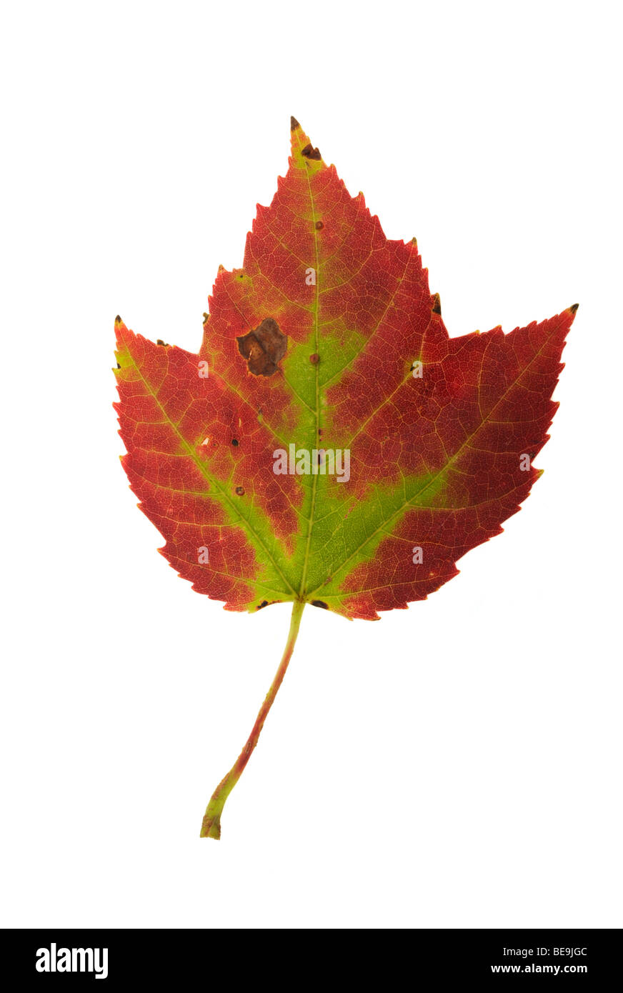 Maple Leaf closeup Foto Stock