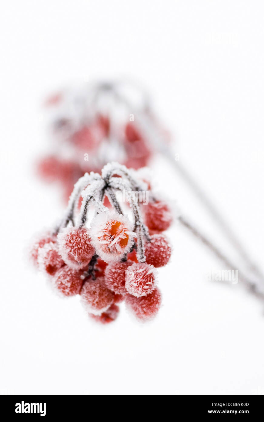 Gelderse roos bessen incontrato rijp; cranberrybush europei contemplati nelle Rime Foto Stock