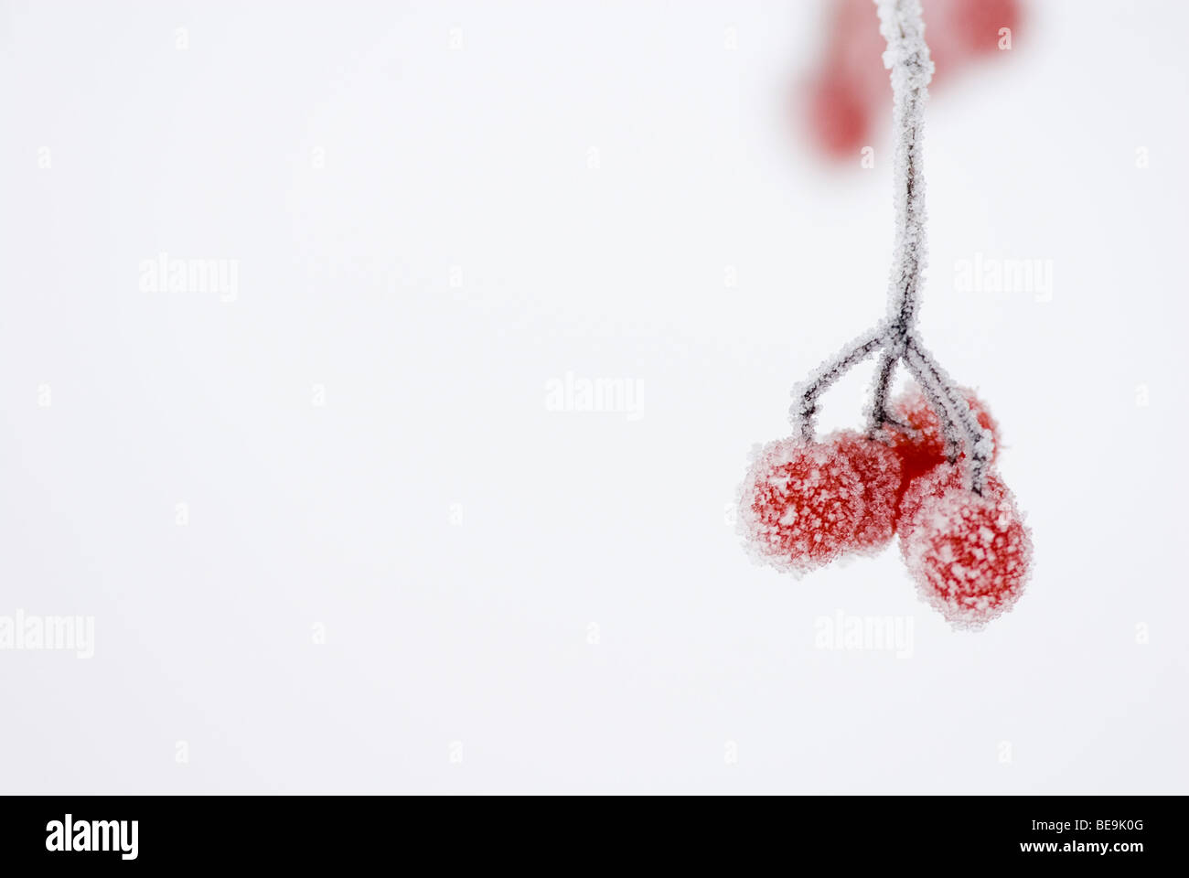 Gelderse roos bessen incontrato rijp; cranberrybush europei contemplati nelle Rime Foto Stock