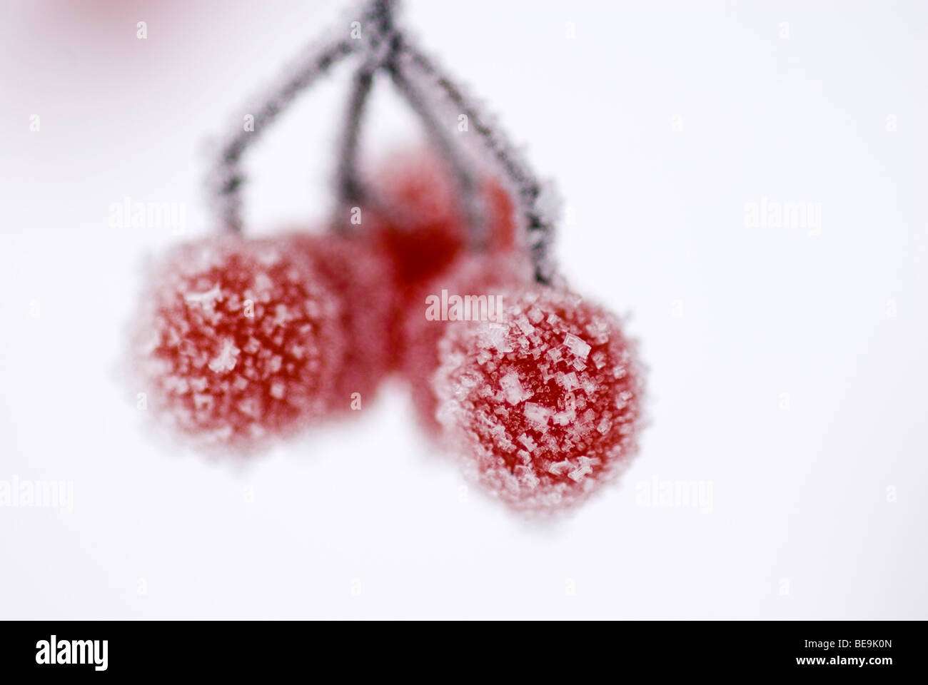 Gelderse roos bessen incontrato rijp; cranberrybush europei contemplati nelle Rime Foto Stock