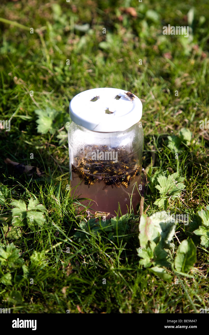 Vasetto di marmellata wasp trap Foto Stock