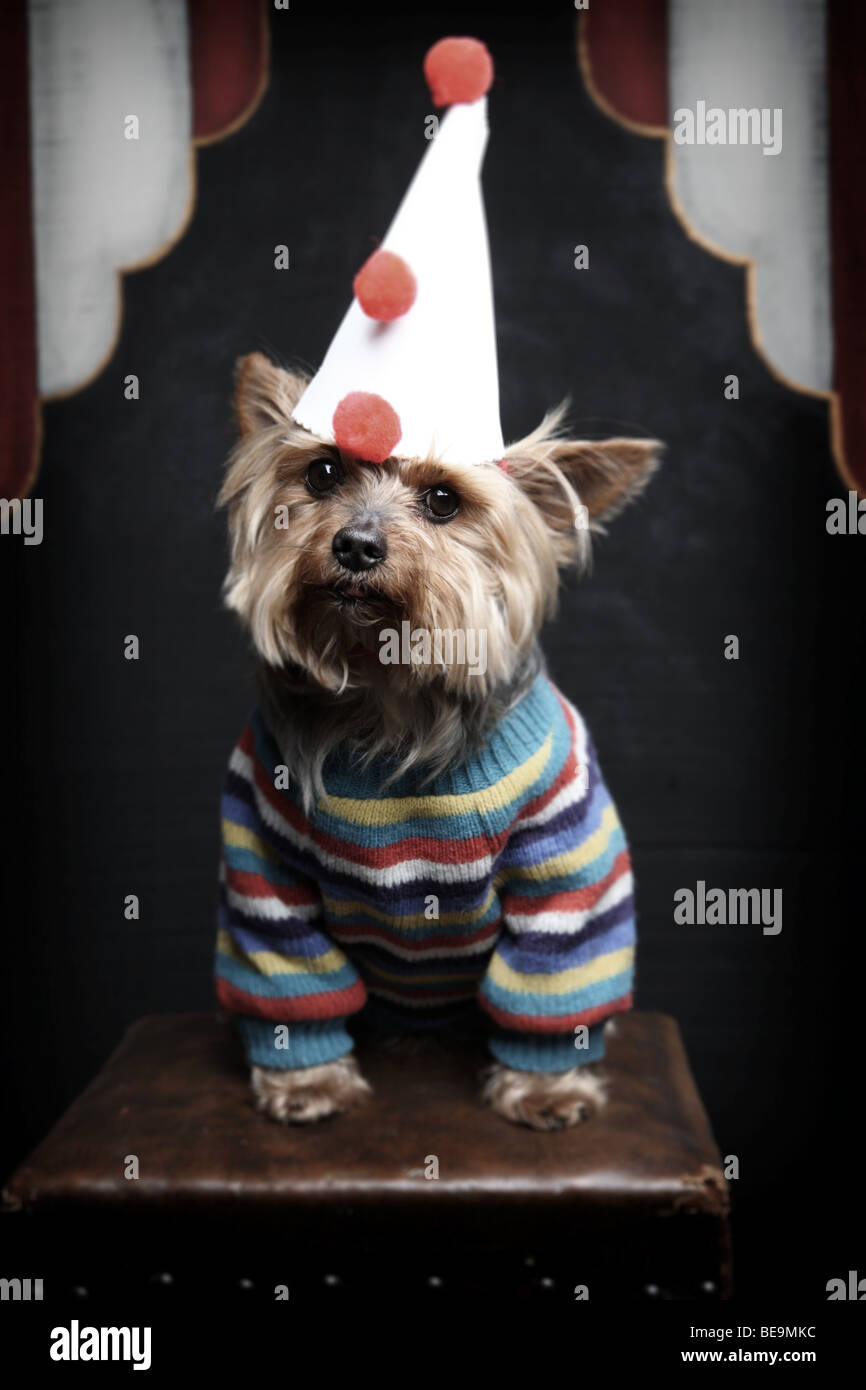 Un cane di piccola taglia in clown vestito. Foto Stock