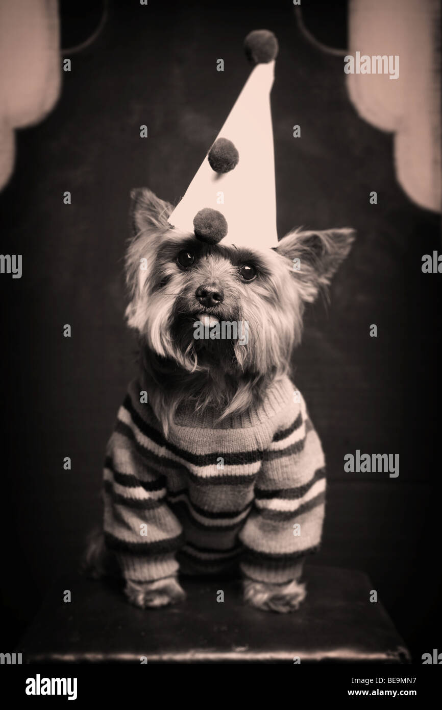 Un cane di piccola taglia in clown vestito. Foto Stock