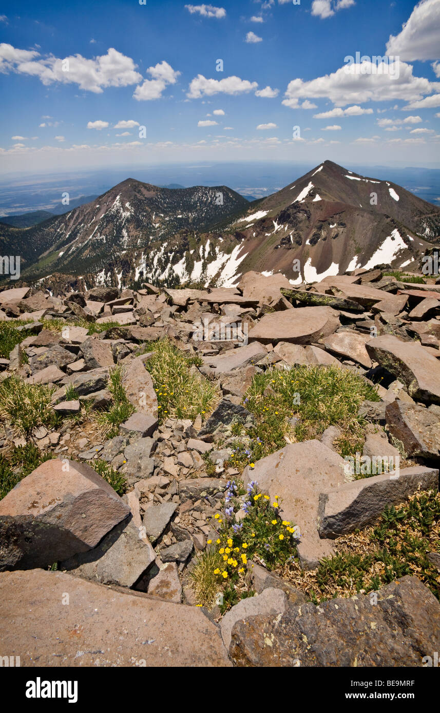 Tundra alpina fiori selvatici al di sopra di timberline, Humphreys Trail nel Kachina picchi area selvaggia, San Francisco Peaks, Arizona, Stati Uniti d'America Foto Stock