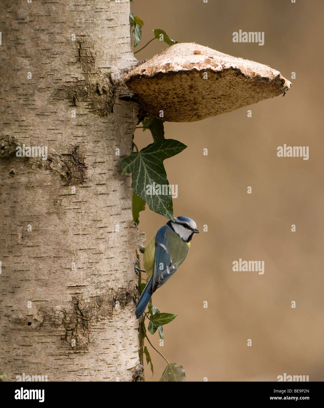 Tit blu su un vecchio albero con un fungo Foto Stock