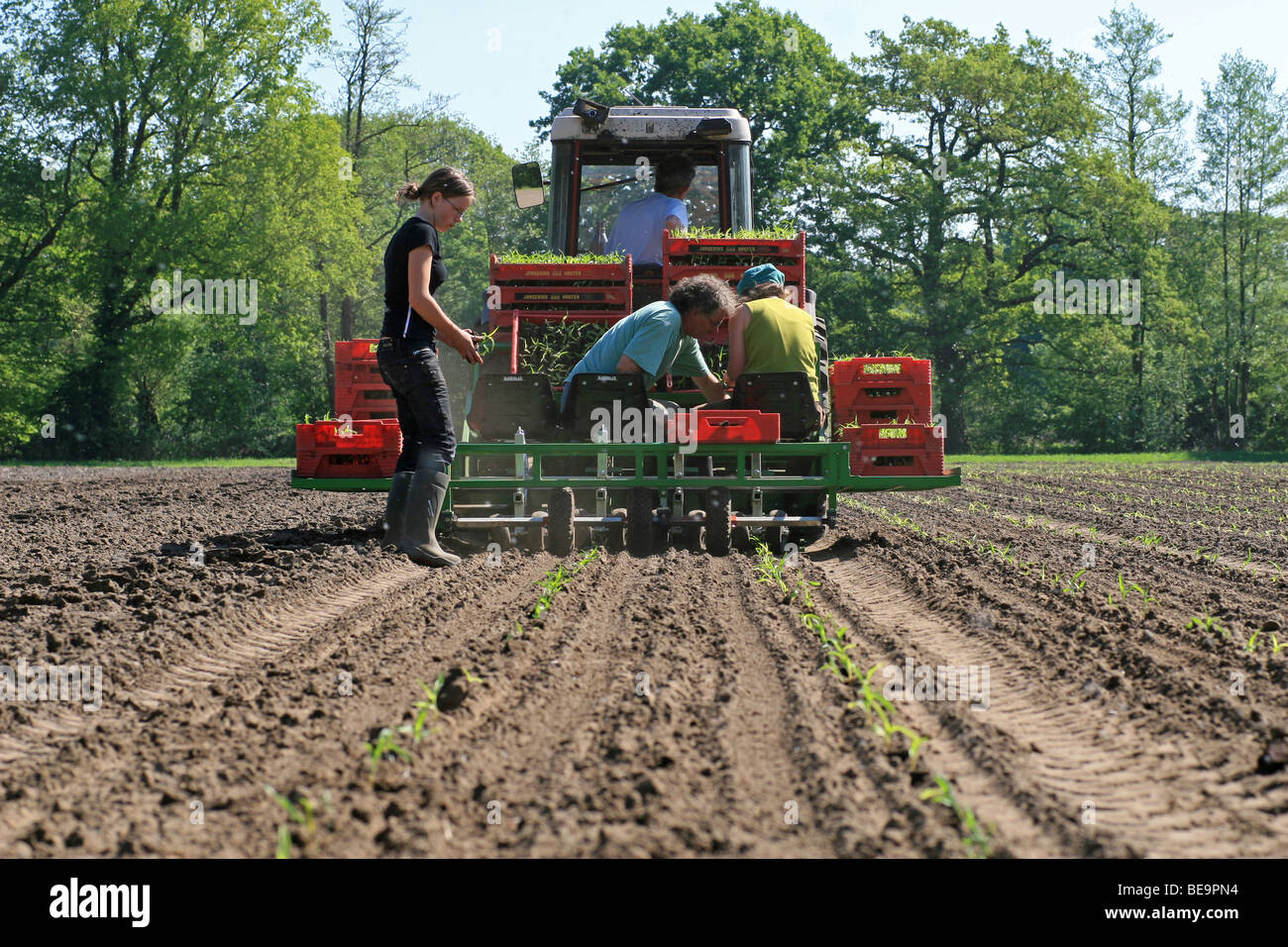 Op een biologisch landbouwbedrijf bij Bathmen worden jonge maisplanten geplant met een plantmachine Foto Stock