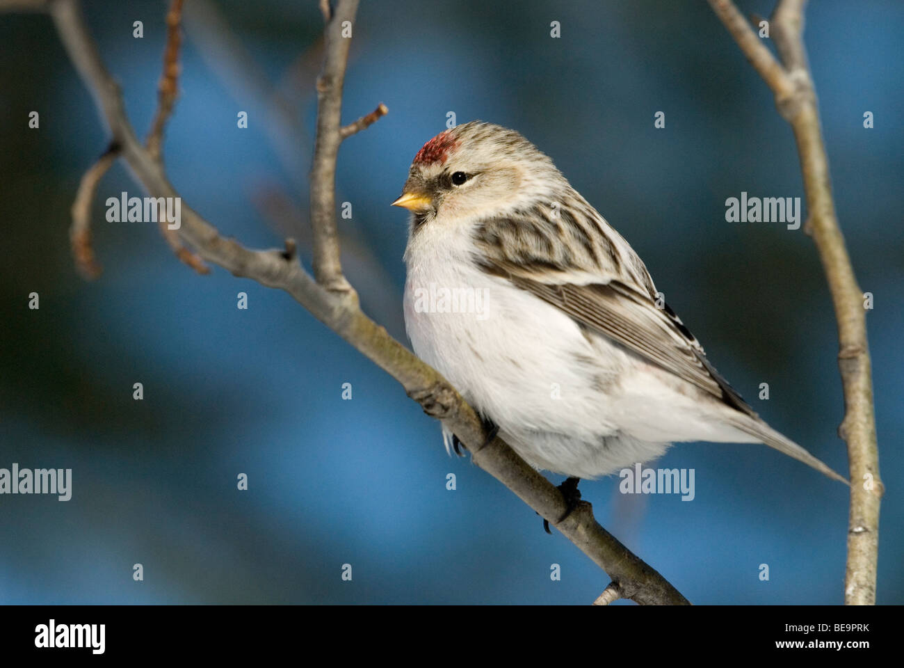 Een Witstuitbarmsijs zittend in een boom,un'Arctic Redpoll seduto in una struttura ad albero. Foto Stock