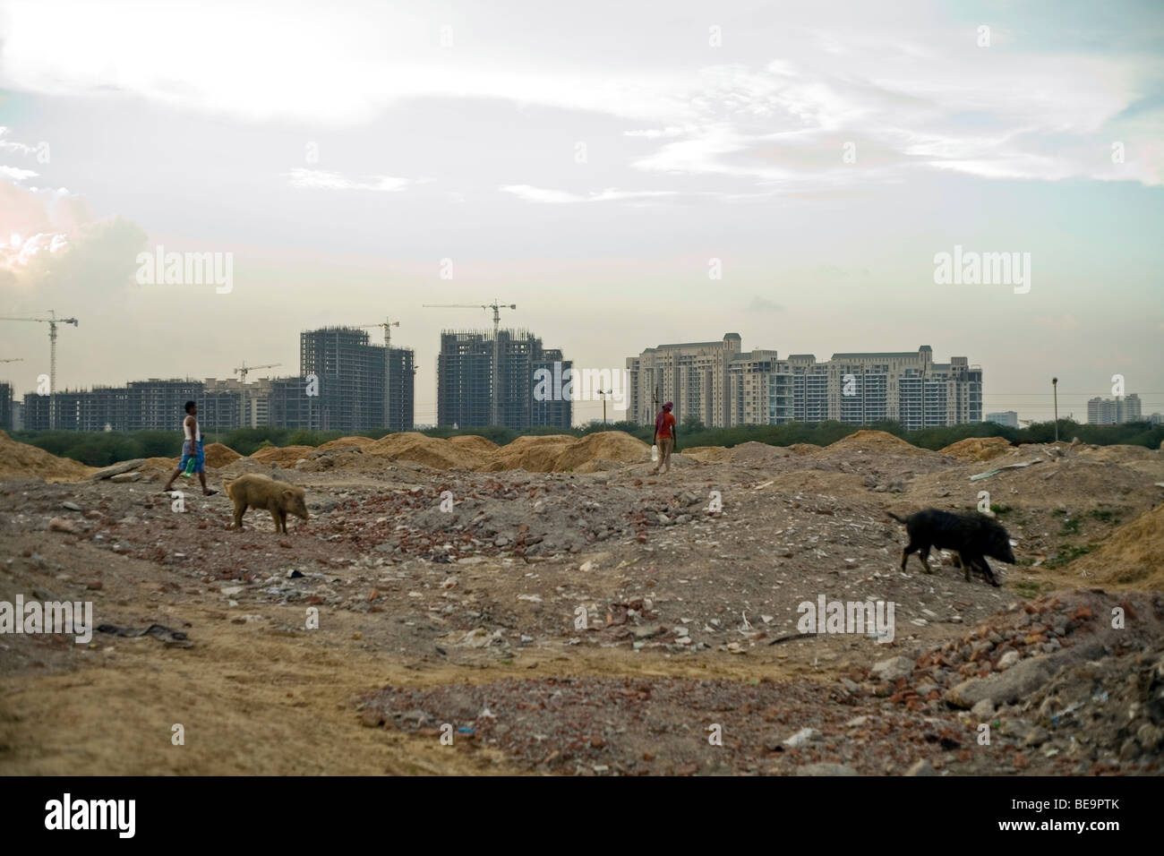 Uomini e maiali selvatici a piedi attraverso un campo di lavoro nell'ombra di un nuovo sviluppo a Gurgaon, India Foto Stock