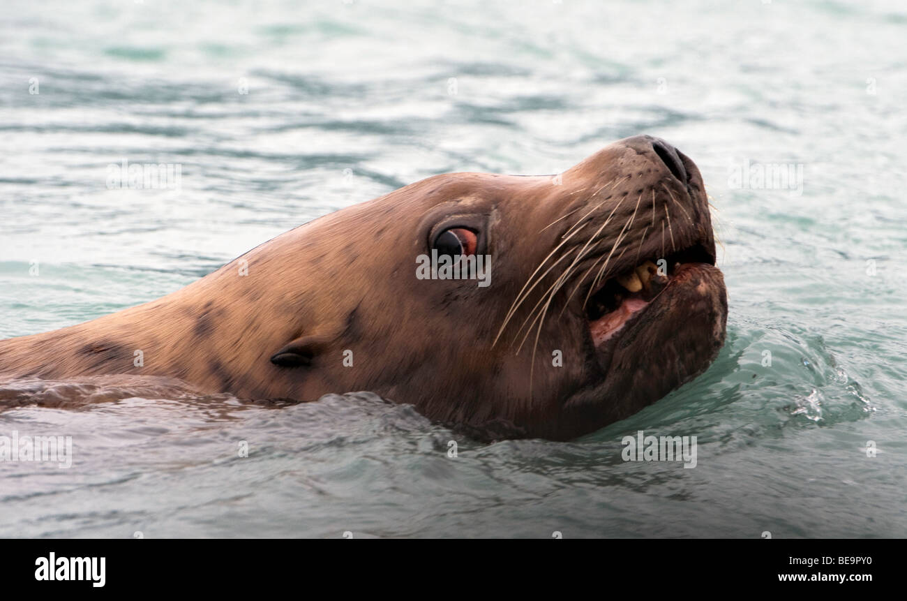 'Un maschio di Steller Sea Lion continua a chiudere gli occhi sulla nostra barca.". Foto Stock