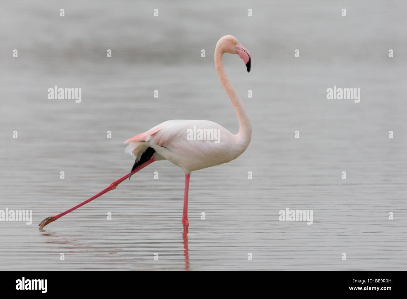 Een Europese Flamingo stapt behoedzaam door het acqua terwijl hij een pootje licht.un fenicottero maggiore tiptoed tramite l'acqua. Foto Stock