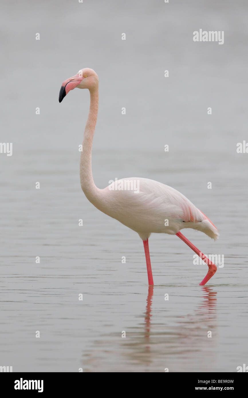 Europese Flamingo schrijdt door het acqua.fenicottero maggiore estensione sull'acqua. Foto Stock