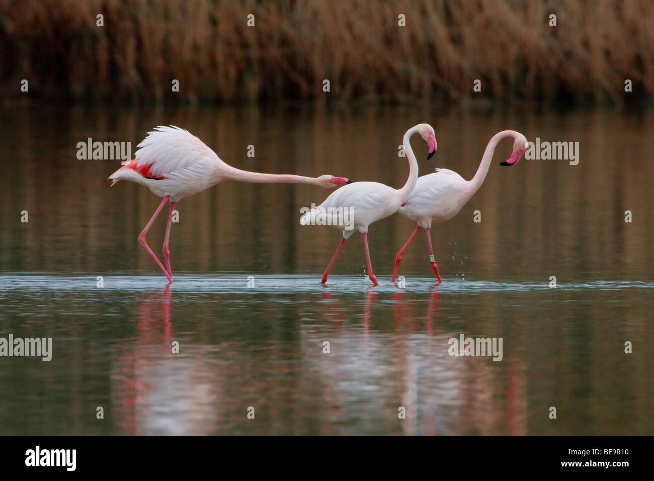 Een Europese Flamingo reikhalzend kijkt uit naar twee exemplaren voorgaande.un fenicottero maggiore cercando longingly a due leader. Foto Stock