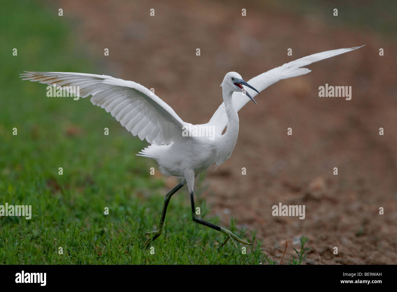 Klapwiegende Kleine Zilverreiger rennend op de rand van gras en land.Garzetta con sbattimenti ali in esecuzione in corrispondenza del margine di erba e terra. Foto Stock