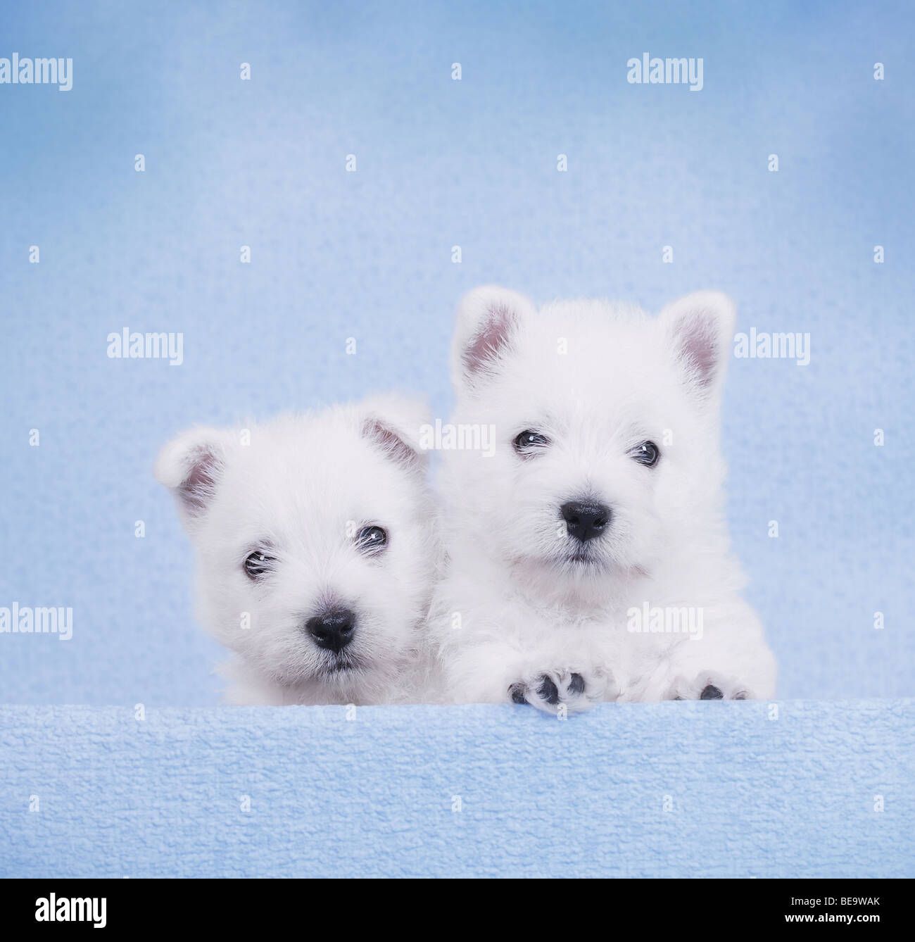 West Highland White Terrier cuccioli ritratto su sfondo blu Foto Stock
