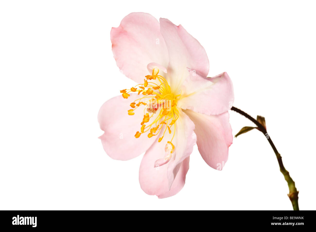 Rosa rosa giardino isolato su un puro sfondo bianco Foto Stock