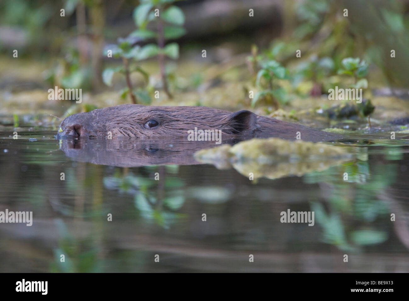 Close up van een bever (Castor fiber) in de Millingerwaard, Close up di un castoro in Millingerwaard Foto Stock